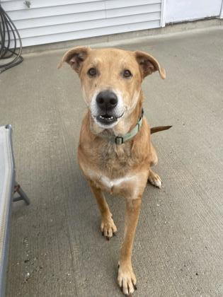 Loki - Please Read My Bio