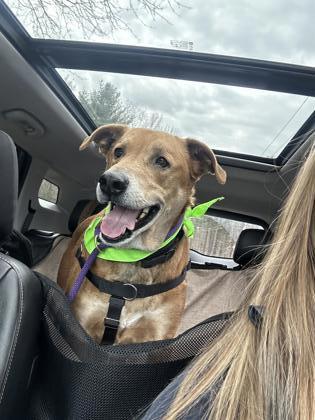 Loki - PLEASE READ MY BIO