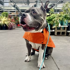 Levi Pit Bull Terrier Dog