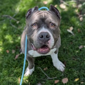 Levi Pit Bull Terrier Dog