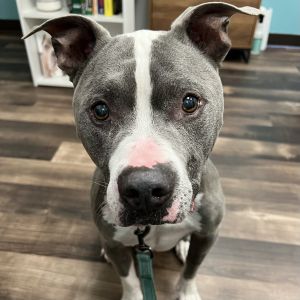 Meet Clark If youre looking for a dog who likes a good stroll around the neighb