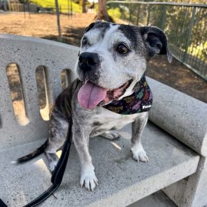 Recently Tiger Lily suffered a loss in the form of her person passing away For the last 25 years