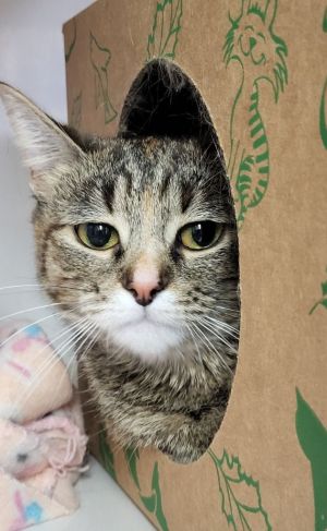 Moesha, Adult Female Domestic Short Hair