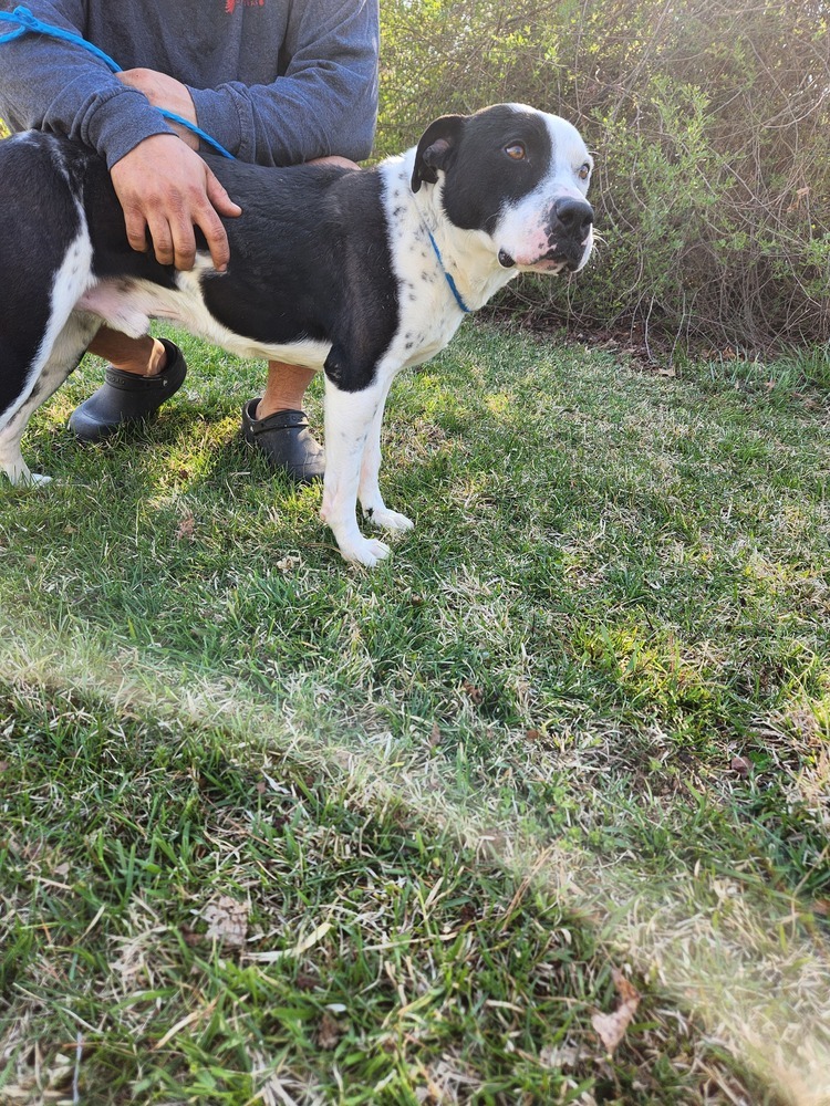Hector