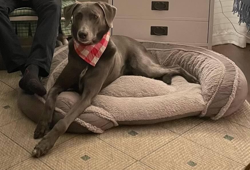 Chevy, an adoptable Weimaraner, Mixed Breed in Grand Rapids, MI, 49525 | Photo Image 1