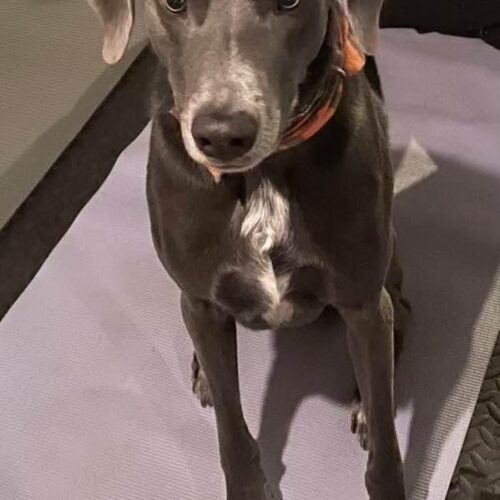 Chevy, an adoptable Weimaraner, Mixed Breed in Grand Rapids, MI, 49525 | Photo Image 2