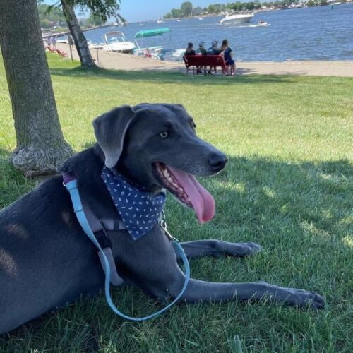 Chevy, an adoptable Weimaraner, Mixed Breed in Grand Rapids, MI, 49525 | Photo Image 3