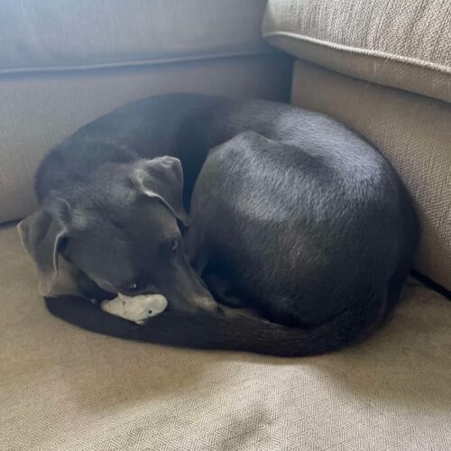 Chevy, an adoptable Weimaraner, Mixed Breed in Grand Rapids, MI, 49525 | Photo Image 4