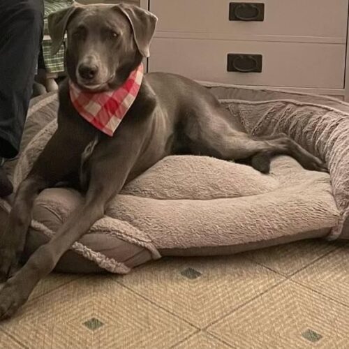 Chevy, an adoptable Weimaraner, Mixed Breed in Grand Rapids, MI, 49525 | Photo Image 5
