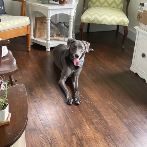 Chevy, an adoptable Weimaraner, Mixed Breed in Grand Rapids, MI, 49525 | Photo Image 6