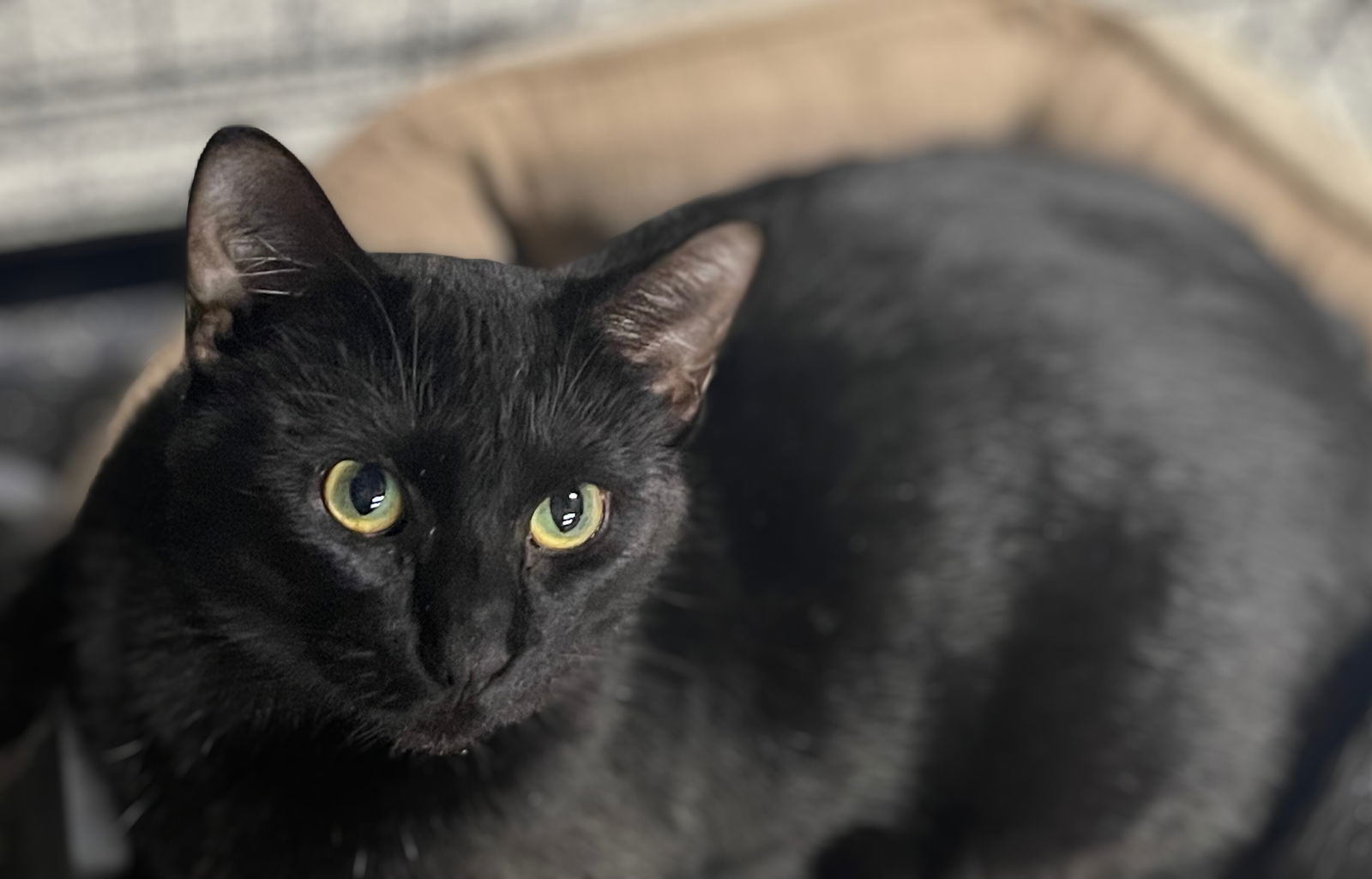 Nighthawk, an adoptable Domestic Short Hair in Traverse City, MI, 49686 | Photo Image 1