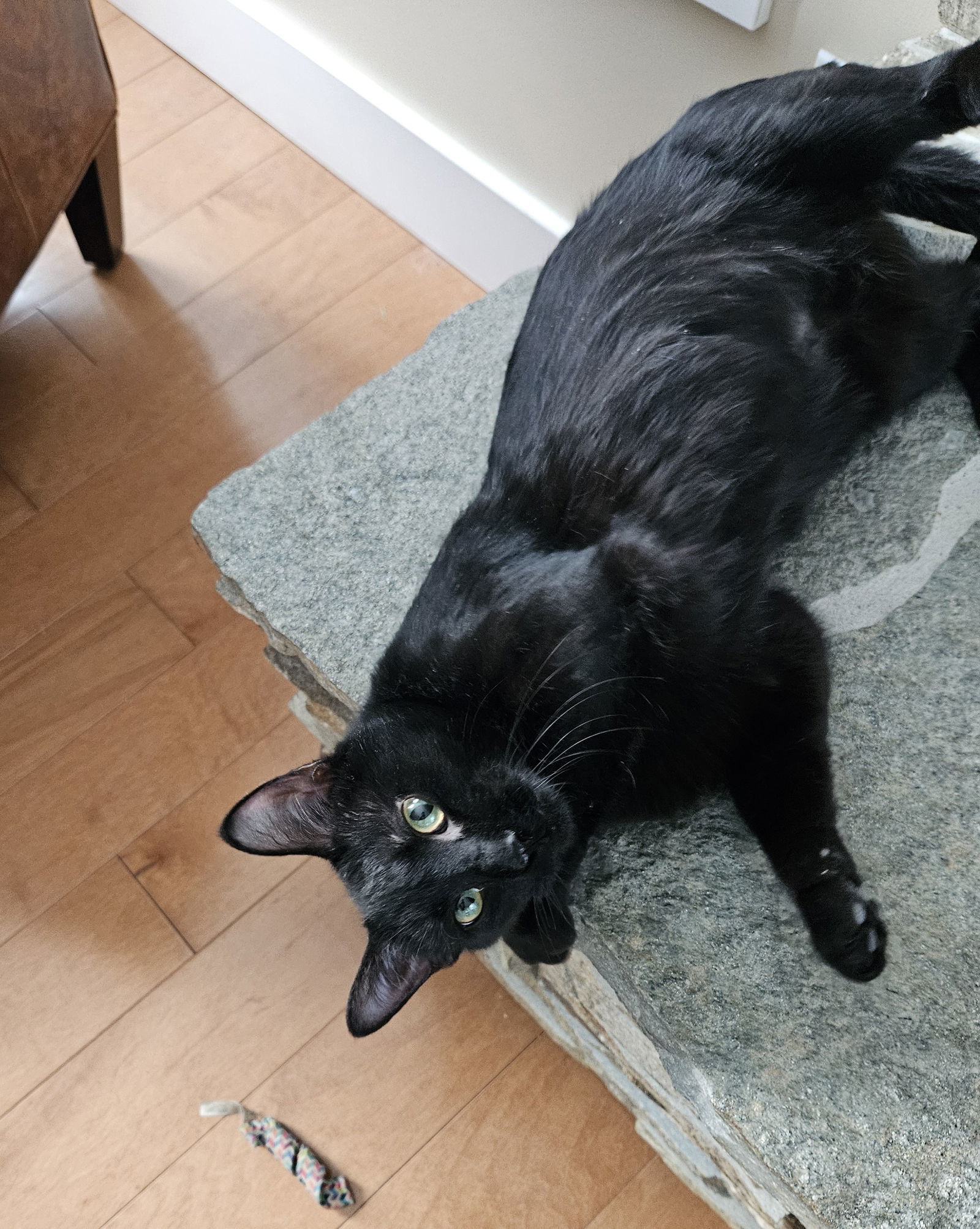 Nighthawk, an adoptable Domestic Short Hair in Traverse City, MI, 49686 | Photo Image 2