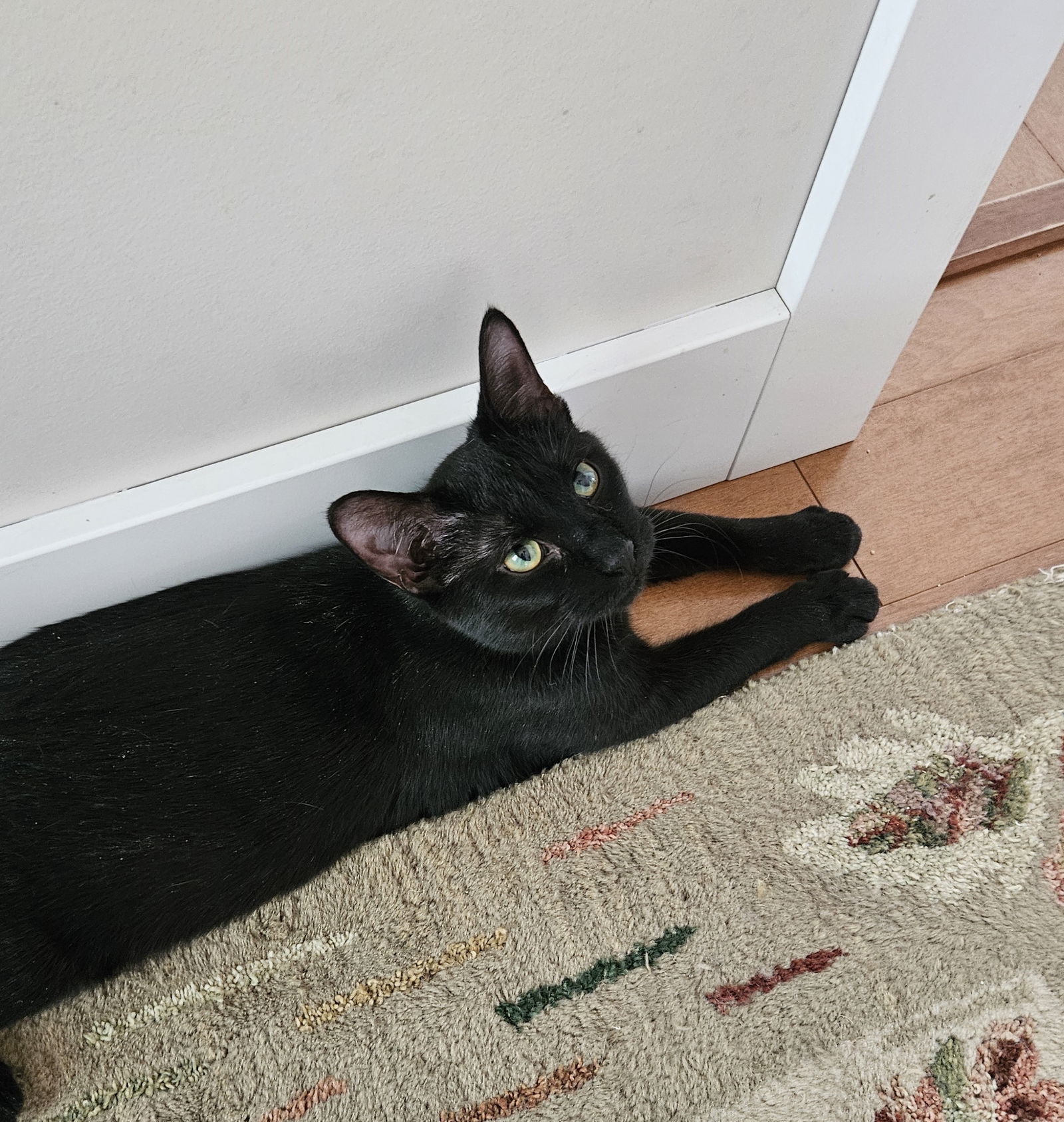 Nighthawk, an adoptable Domestic Short Hair in Traverse City, MI, 49686 | Photo Image 3