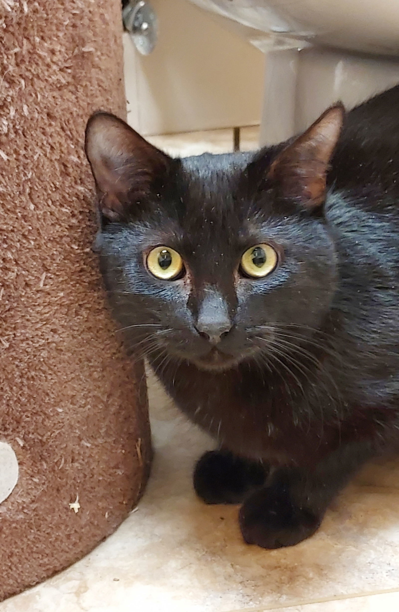 Roman, an adoptable Domestic Short Hair in Traverse City, MI, 49686 | Photo Image 1