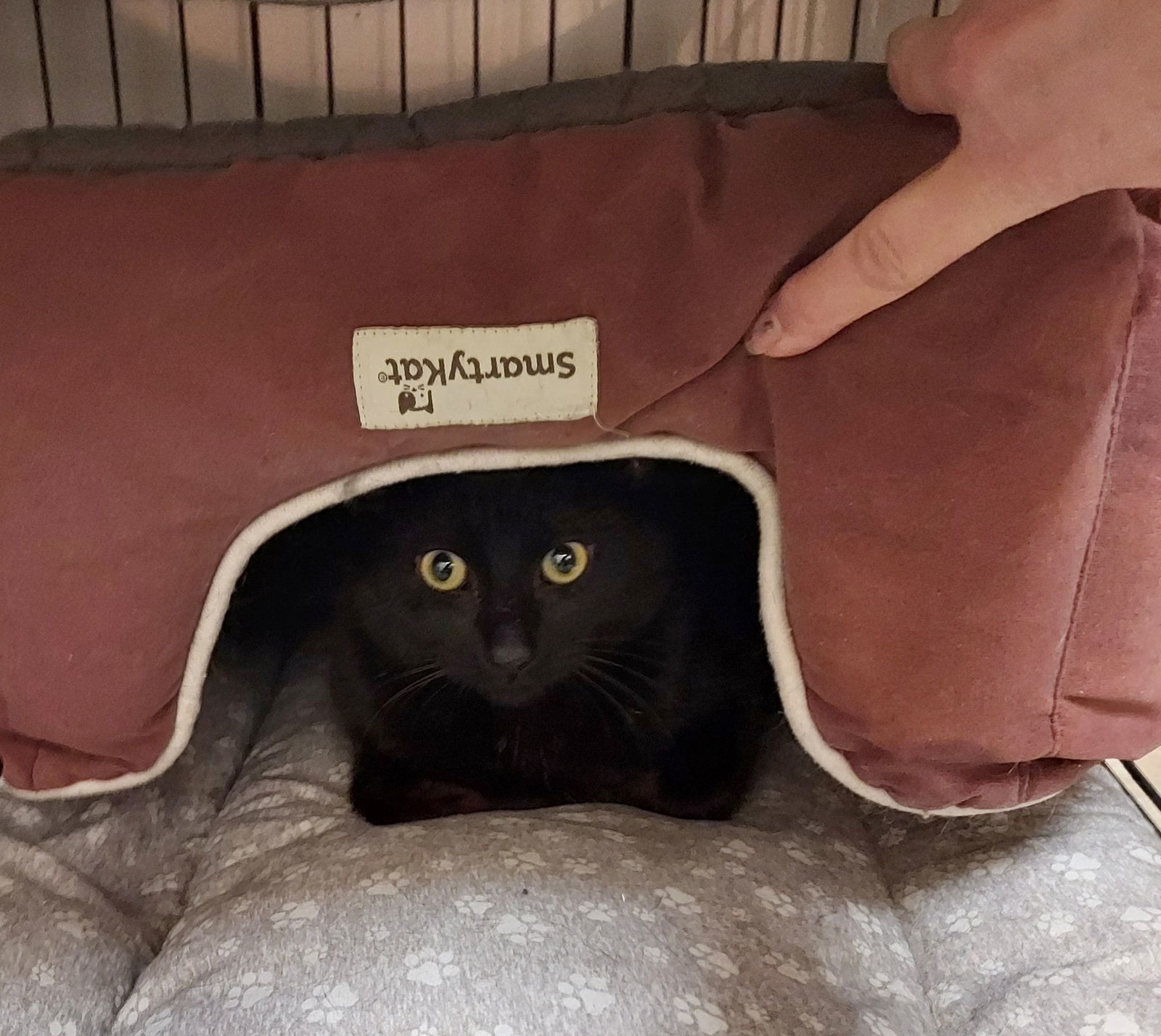 Roman, an adoptable Domestic Short Hair in Traverse City, MI, 49686 | Photo Image 2