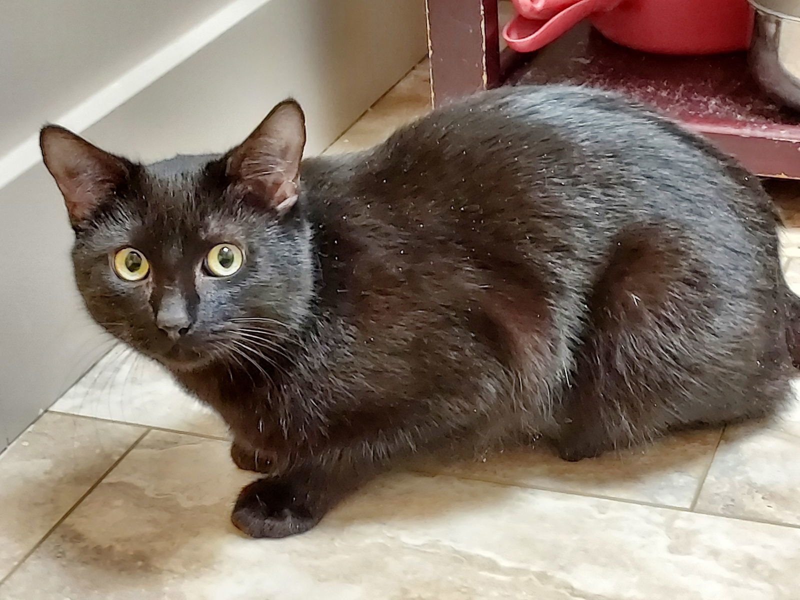 Roman, an adoptable Domestic Short Hair in Traverse City, MI, 49686 | Photo Image 3