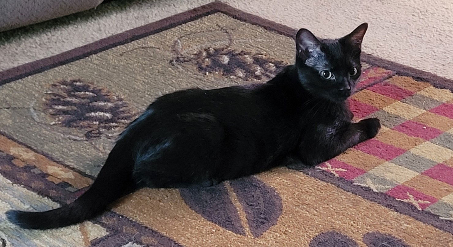 Datsyuk, an adoptable Domestic Short Hair in Traverse City, MI, 49686 | Photo Image 1