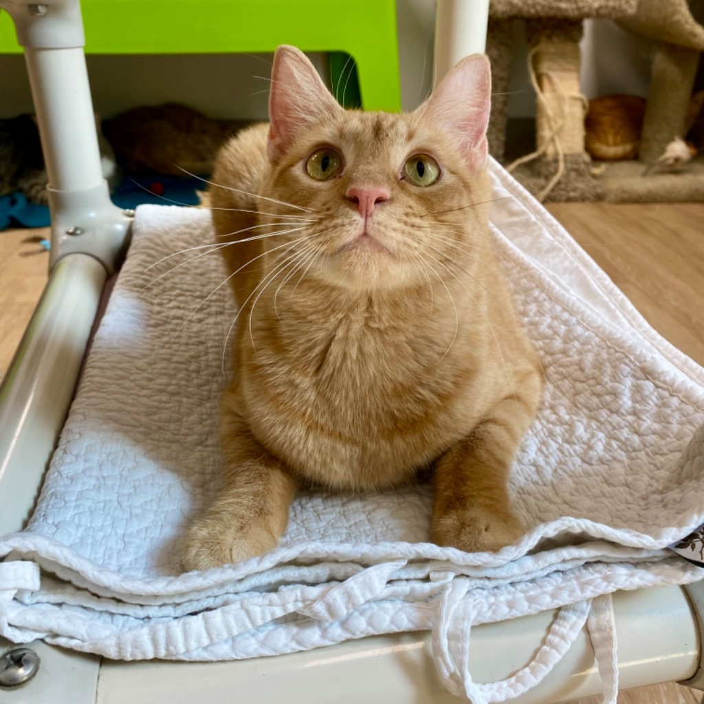 Santana, an adoptable Domestic Short Hair in Corpus Christi, TX, 78414 | Photo Image 1