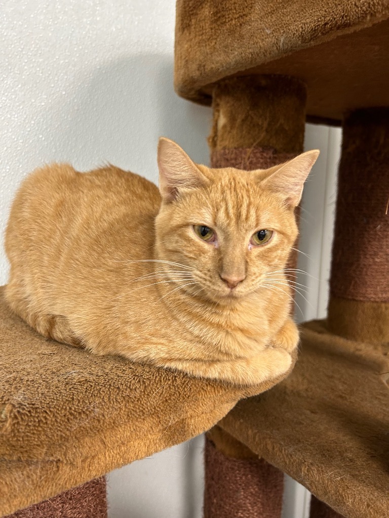 Santana, an adoptable Domestic Short Hair in Corpus Christi, TX, 78414 | Photo Image 2