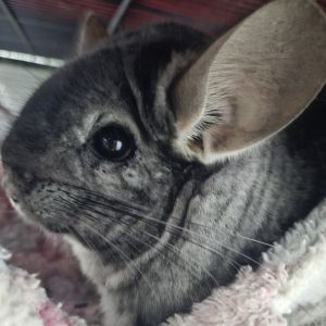 Meet Furby a fluffy little cloud of curiosity and cuteness This charming chinc