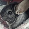 Furby photo 1