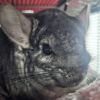 Furby photo 2