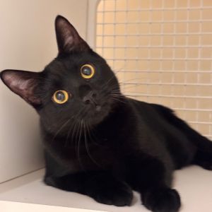 Cameo is an adorable short haired black male teen He and his brother Cachet KR