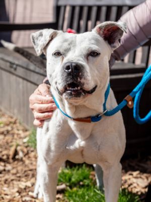 Gearii is a calm loving dog who loves to explore He recently enjoyed a 3 mile hike without getting