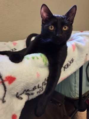 Orion, Baby Male Domestic Short Hair