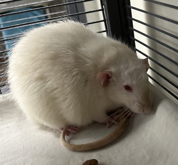 Asher (trio To Julian & Frankfurt)