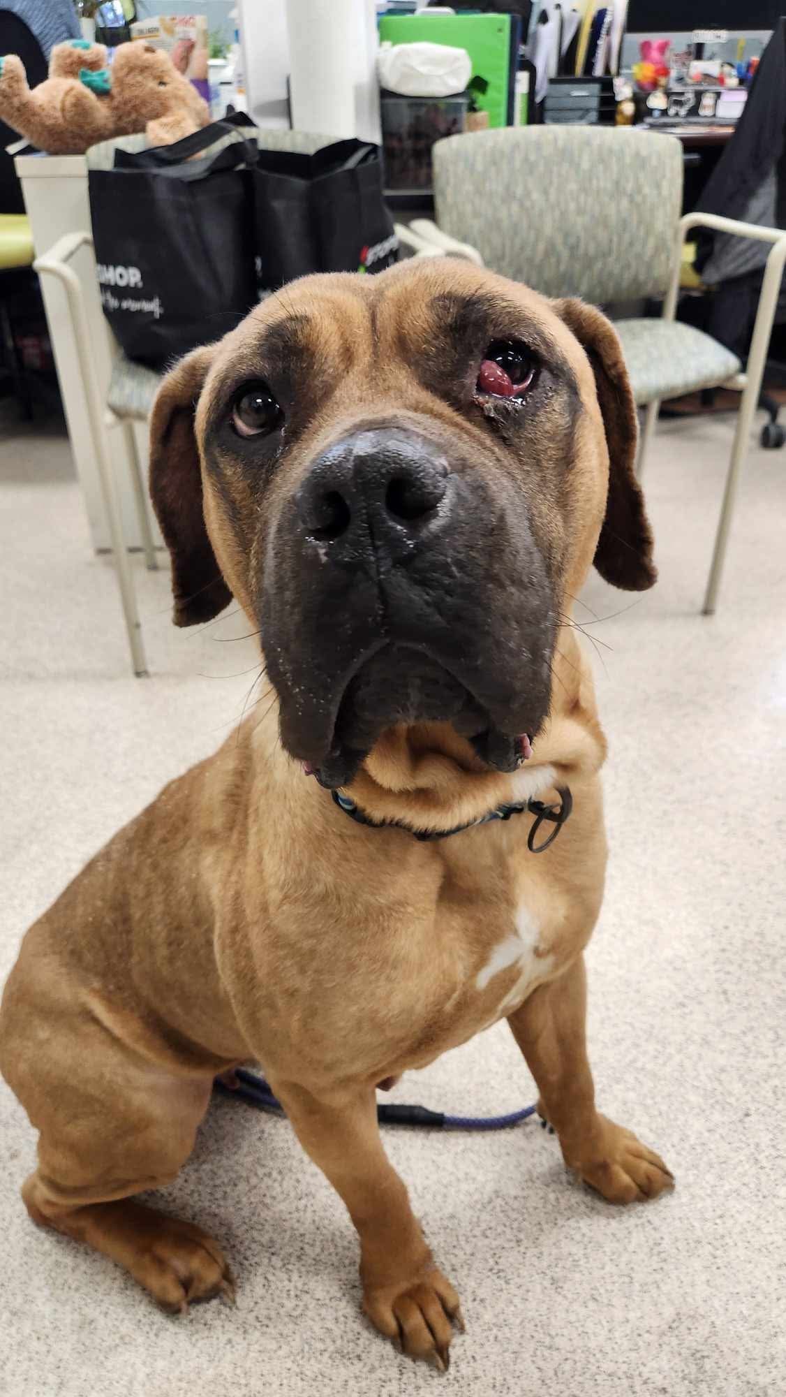 Nala, an adoptable Bullmastiff in Lincoln Park, NJ, 07035 | Photo Image 1