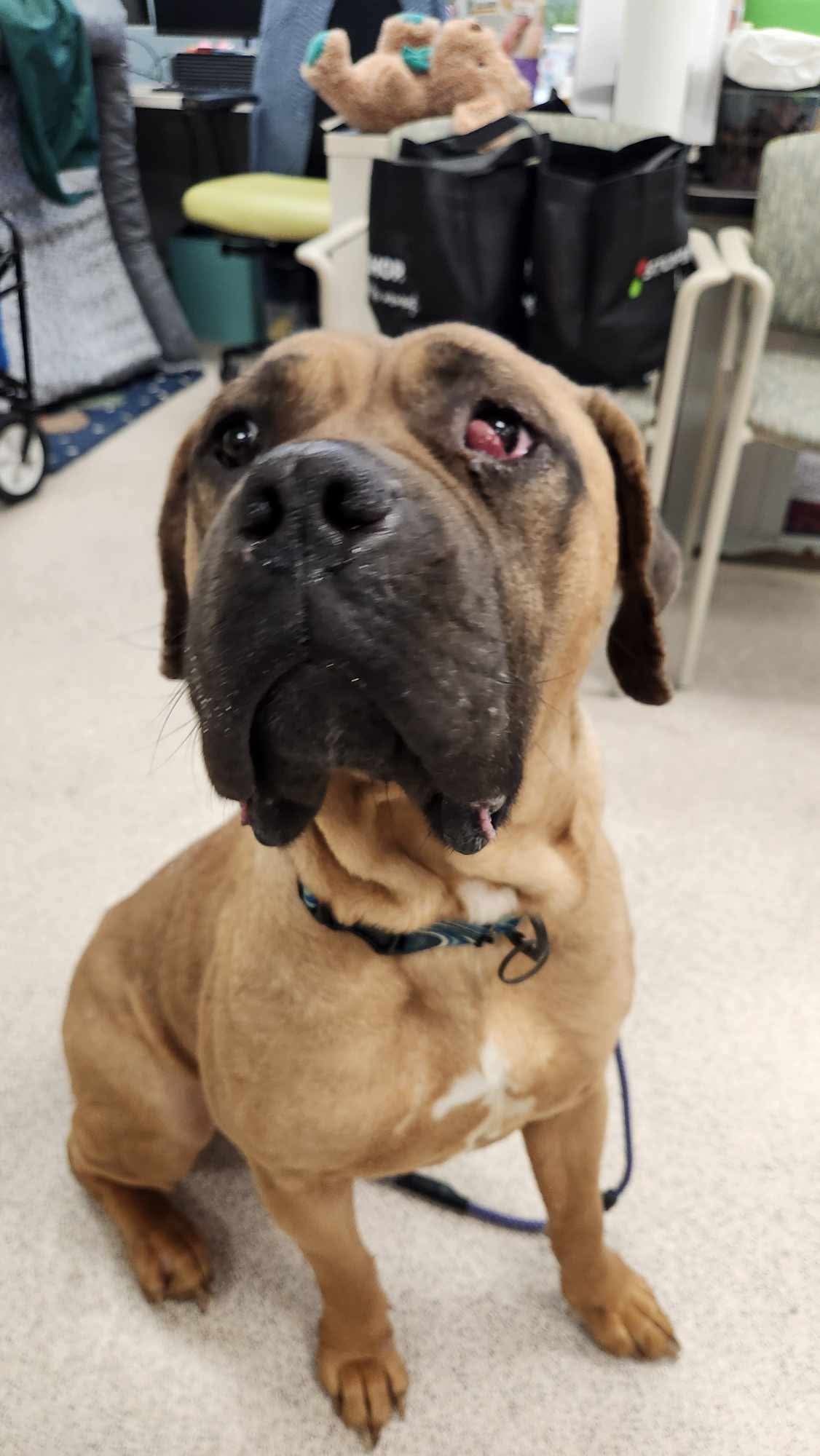 Nala, an adoptable Bullmastiff in Lincoln Park, NJ, 07035 | Photo Image 2