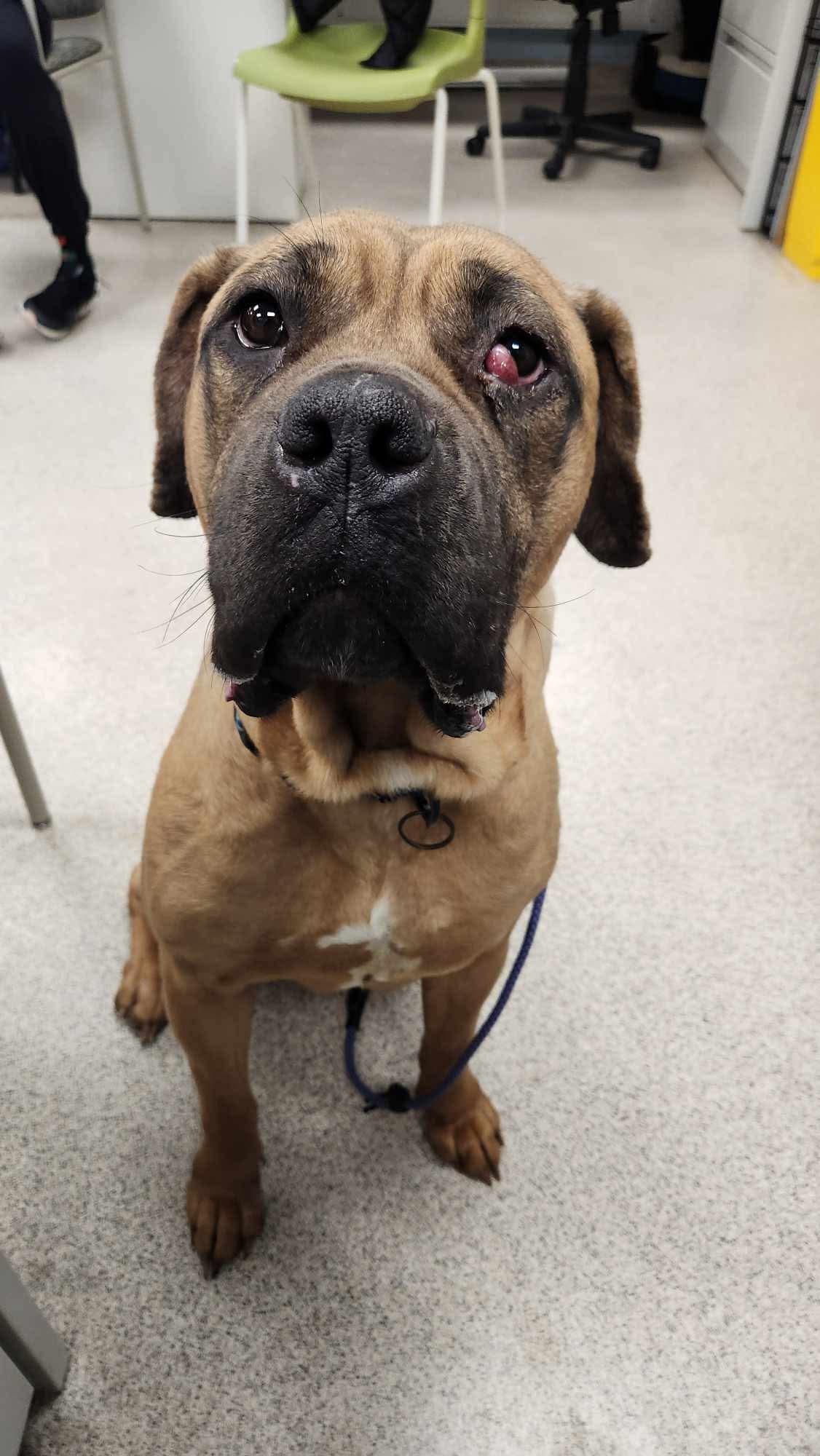 Nala, an adoptable Bullmastiff in Lincoln Park, NJ, 07035 | Photo Image 3