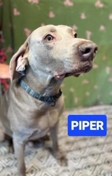 Piper