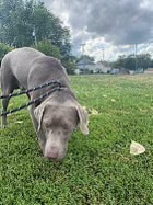 Rio, an adoptable Weimaraner, Mixed Breed in Grand Rapids, MI, 49525 | Photo Image 1