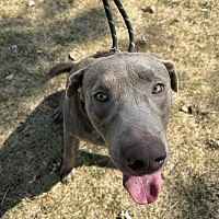 Rio, an adoptable Weimaraner, Mixed Breed in Grand Rapids, MI, 49525 | Photo Image 2