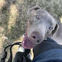Rio, an adoptable Weimaraner, Mixed Breed in Grand Rapids, MI, 49525 | Photo Image 3