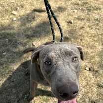 Rio, an adoptable Weimaraner, Mixed Breed in Grand Rapids, MI, 49525 | Photo Image 4