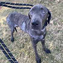 Santorini, an adoptable Weimaraner, German Shorthaired Pointer in Grand Rapids, MI, 49525 | Photo Image 1