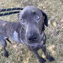 Santorini, an adoptable Weimaraner, German Shorthaired Pointer in Grand Rapids, MI, 49525 | Photo Image 2