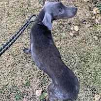 Santorini, an adoptable Weimaraner, German Shorthaired Pointer in Grand Rapids, MI, 49525 | Photo Image 3