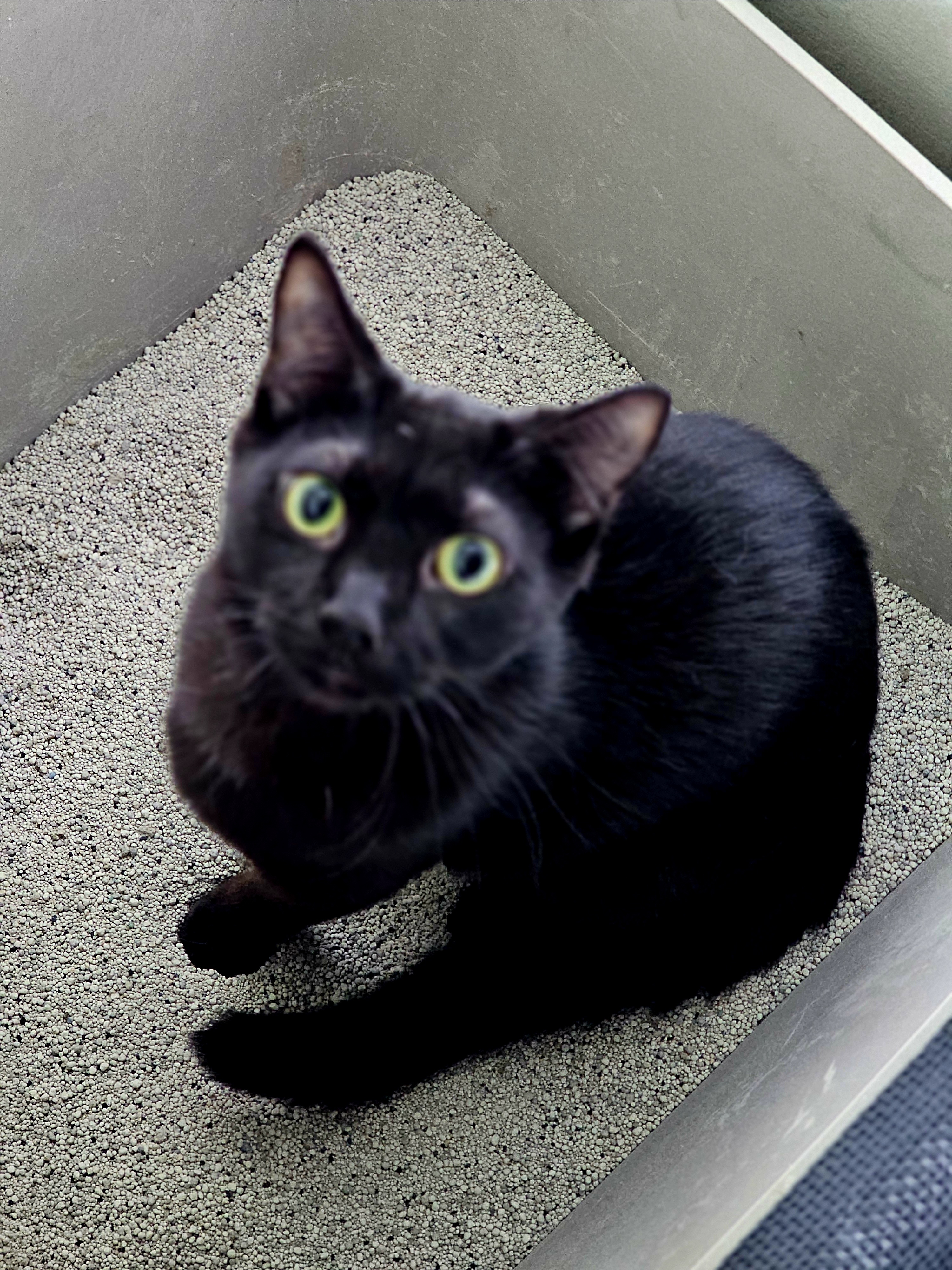 Wasabi, an adoptable Domestic Short Hair in Pinson, AL, 35126 | Photo Image 1