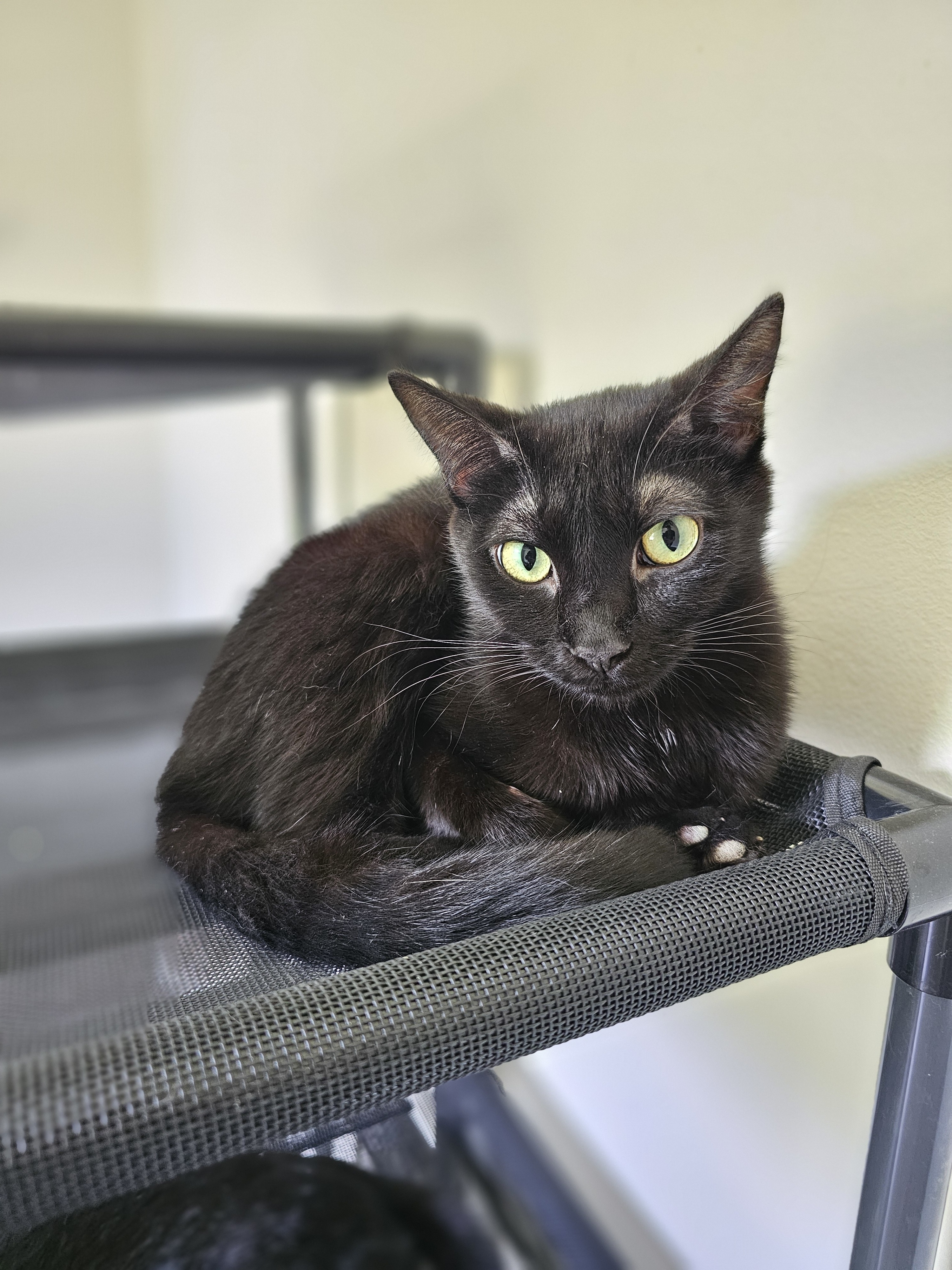 Wasabi, an adoptable Domestic Short Hair in Pinson, AL, 35126 | Photo Image 2