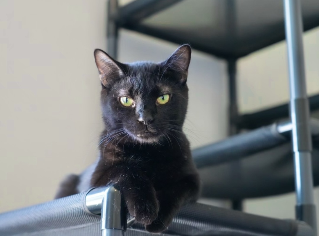 Wasabi, an adoptable Domestic Short Hair in Pinson, AL, 35126 | Photo Image 3