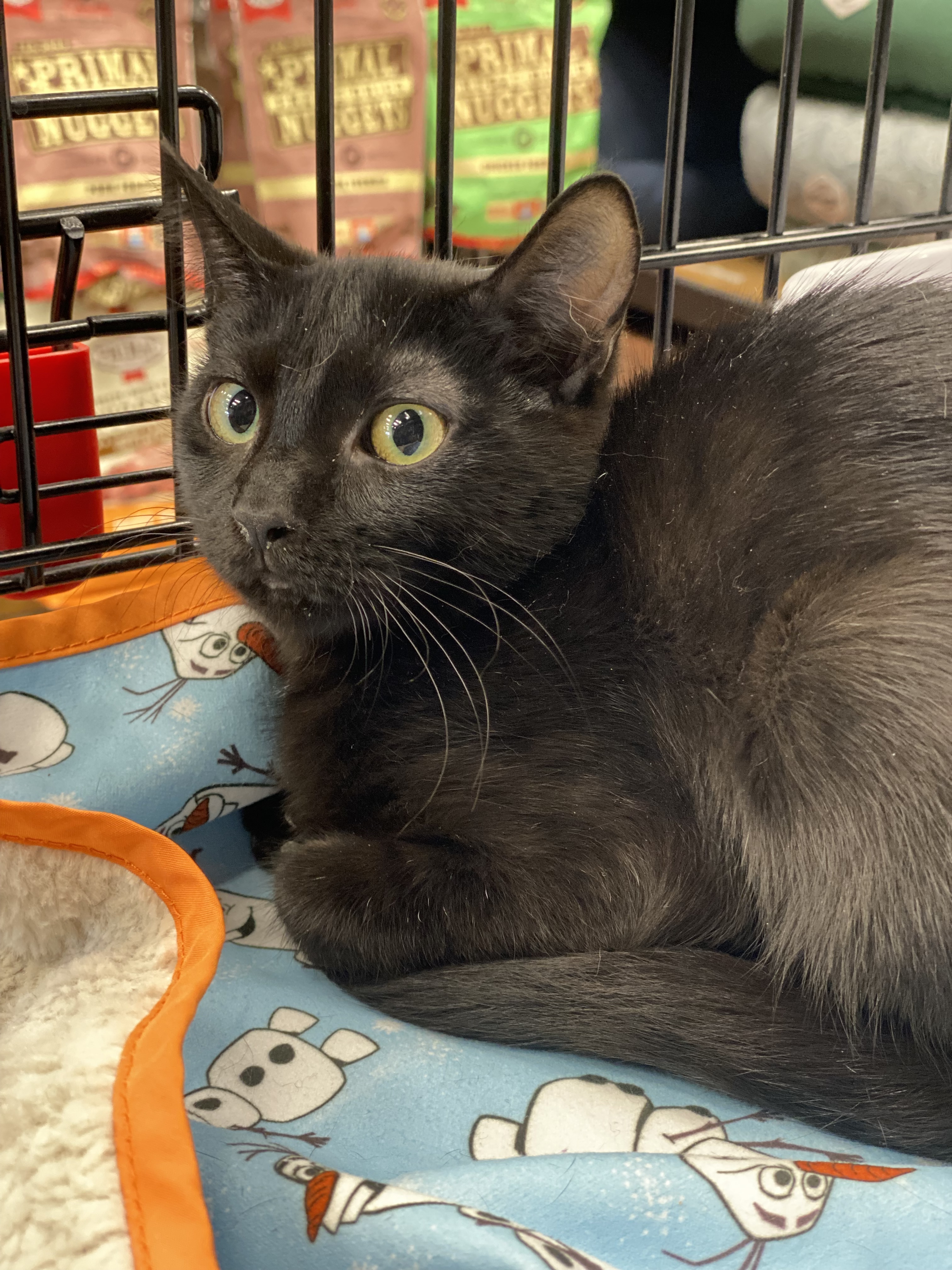 Wasabi, an adoptable Domestic Short Hair in Pinson, AL, 35126 | Photo Image 4