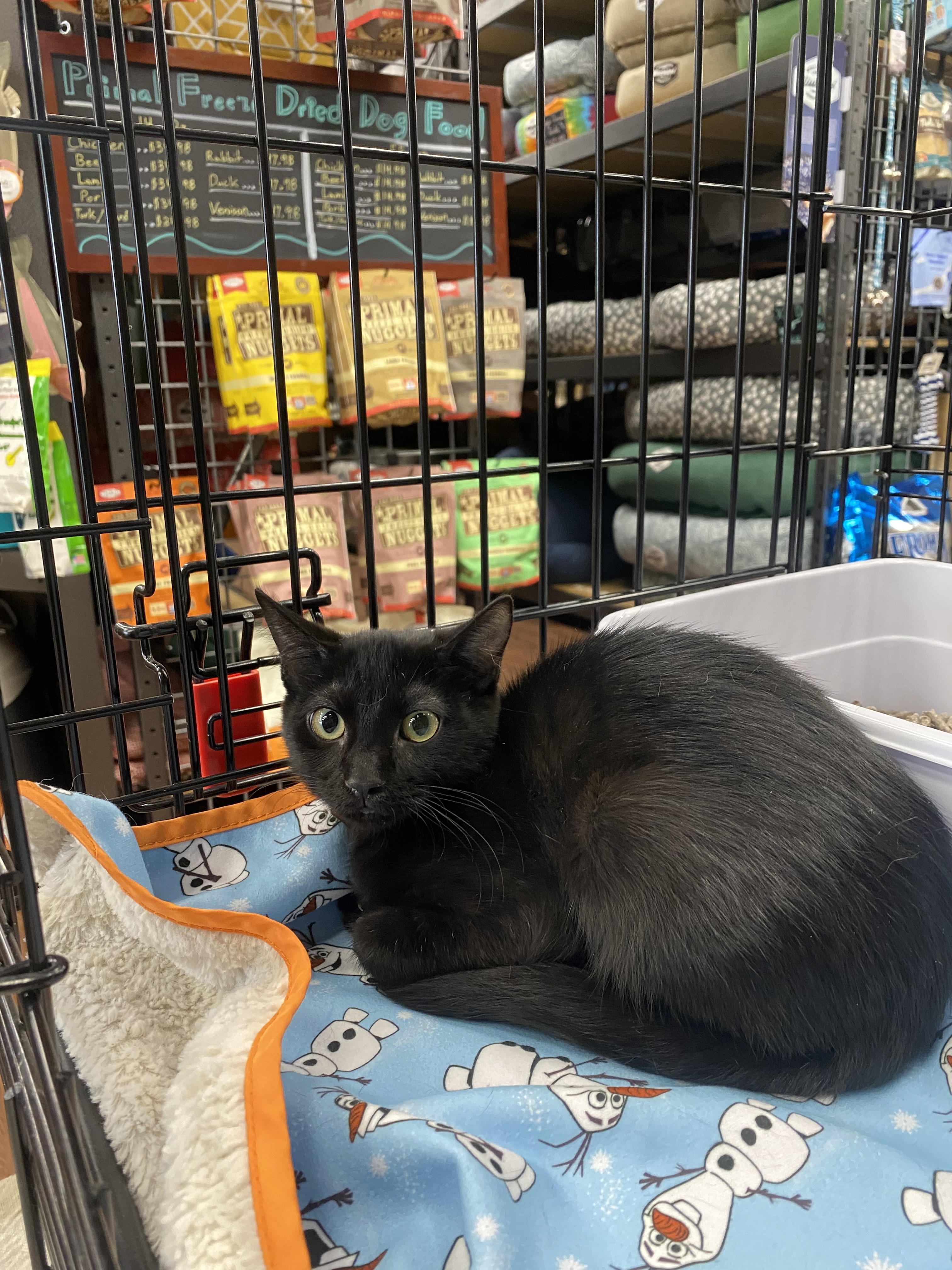 Wasabi, an adoptable Domestic Short Hair in Pinson, AL, 35126 | Photo Image 5