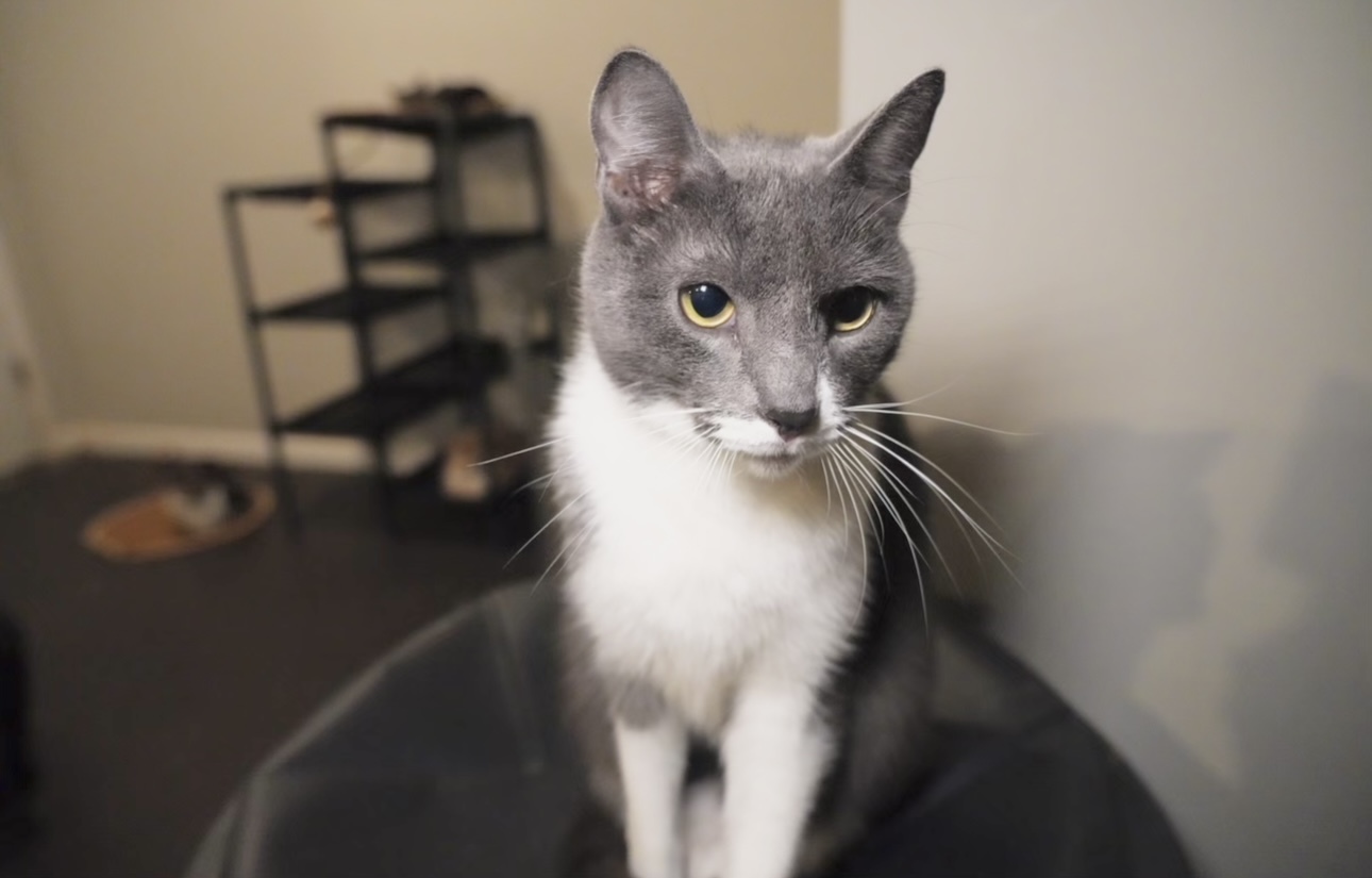 Johan, an adoptable Domestic Short Hair in Pinson, AL, 35126 | Photo Image 2