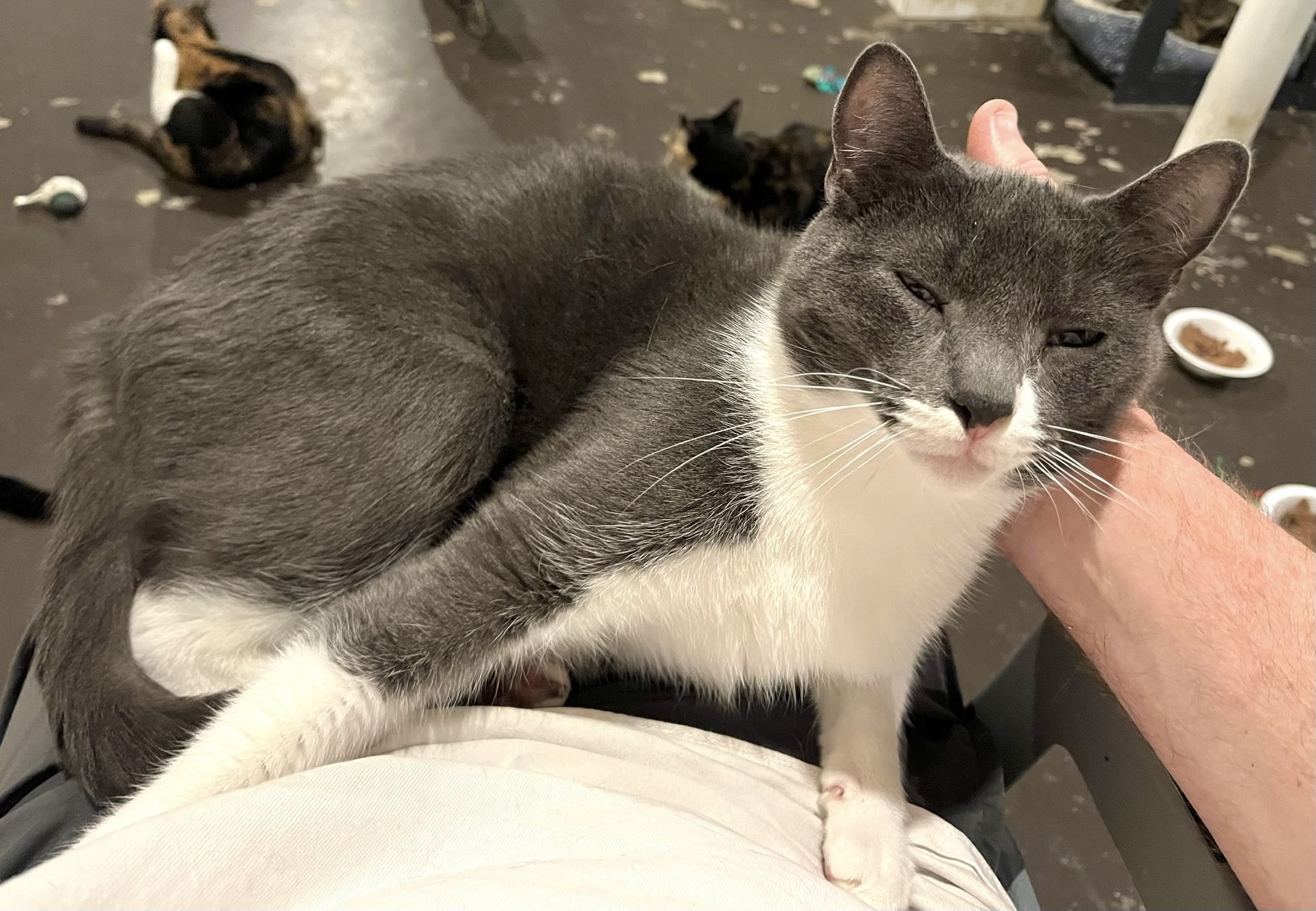 Johan, an adoptable Domestic Short Hair in Pinson, AL, 35126 | Photo Image 3