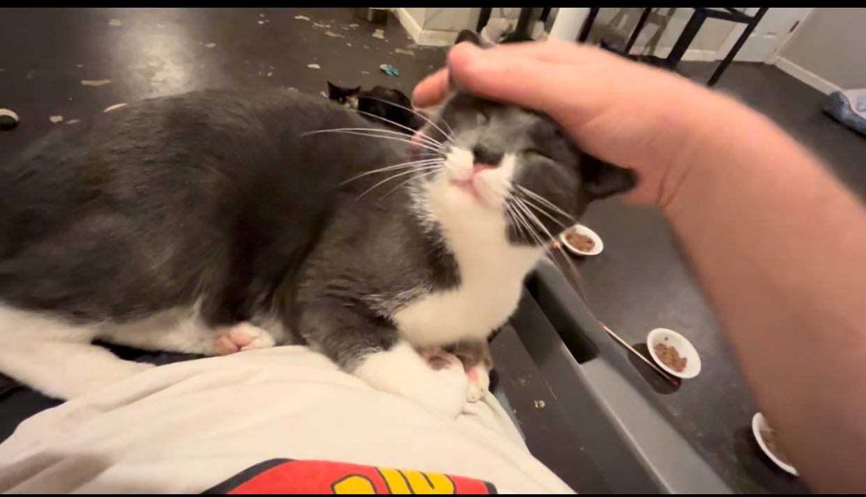 Johan, an adoptable Domestic Short Hair in Pinson, AL, 35126 | Photo Image 4