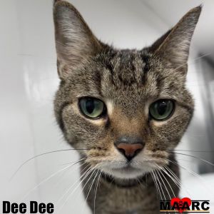 Meet Dee Dee a 115-year-old tabby with a lot to say This charming lady loves to chat and keep you